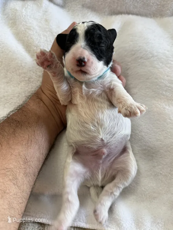 Pongo – Cockapoo puppy for sale in Miami, FL