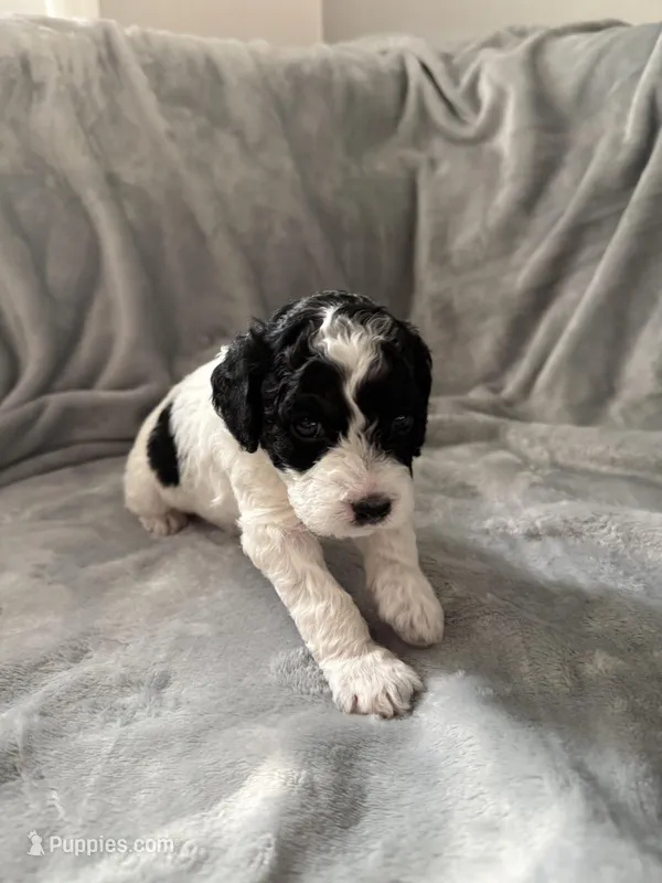 Pongo – Cockapoo puppy for sale in Miami, FL