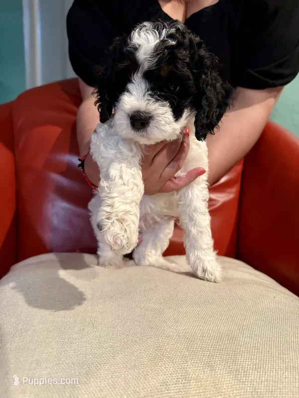Pongo – Cockapoo puppy for sale in Miami, FL
