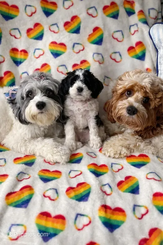 Pongo – Cockapoo puppy for sale in Miami, FL