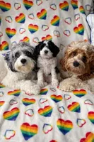 Pongo, a male Cockapoo for sale in Miami, FL – Photo 2 of 8