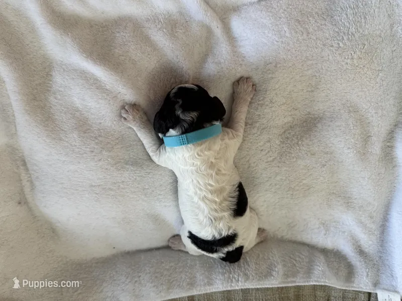 Pongo – Cockapoo puppy for sale in Miami, FL