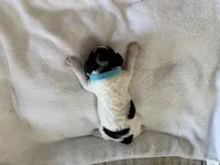 Pongo, a male Cockapoo for sale in Miami, FL – Photo 2 of 3