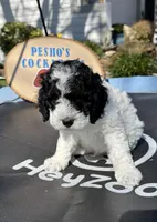 Pongo, a male Cockapoo for sale in Miami, FL – Photo 5 of 8