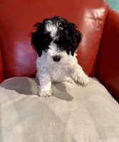 Pongo, a male Cockapoo for sale in Miami, FL – Photo 4 of 8