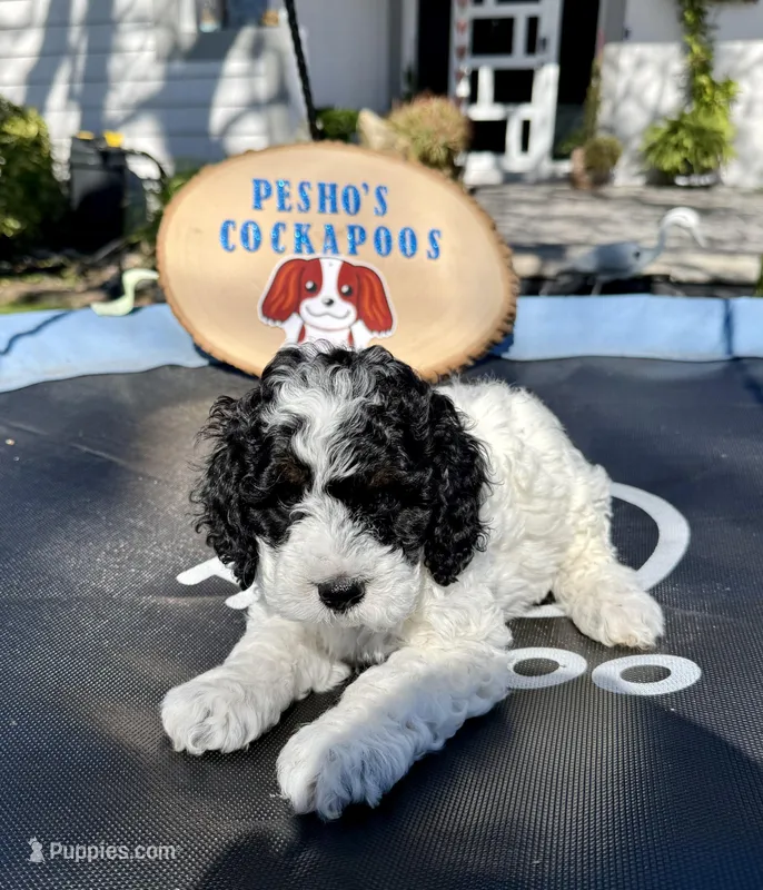 Pongo – Cockapoo puppy for sale in Miami, FL