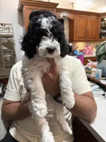 Pongo, a male Cockapoo for sale in Miami, FL – Photo 8 of 8