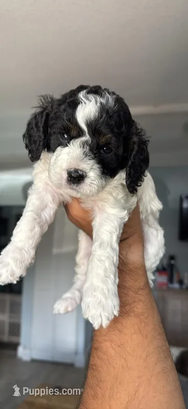 Pongo – Cockapoo puppy for sale in Miami, FL