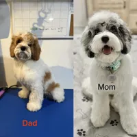 Pongo, a male Cockapoo for sale in Miami, FL – Photo 3 of 3