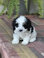 Vaky, a male Cockapoo for sale in Miami, FL – 3 of 5