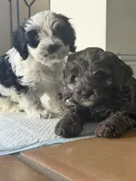 Vaky, a male Cockapoo for sale in Miami, FL – 2 of 5