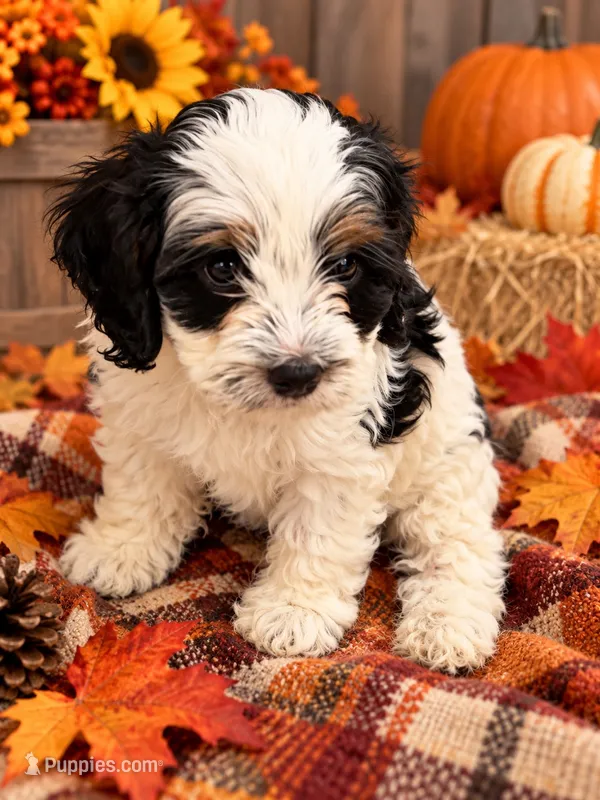 Vaky – Cockapoo puppy for sale in Miami, FL