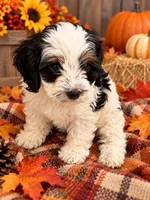 Vaky, a male Cockapoo for sale in Miami, FL – 1 of 5