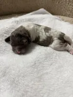 Gizmo, a male Cockapoo for sale in Miami, FL – Photo 2 of 4