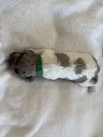 Gizmo, a male Cockapoo for sale in Miami, FL – Photo 3 of 4