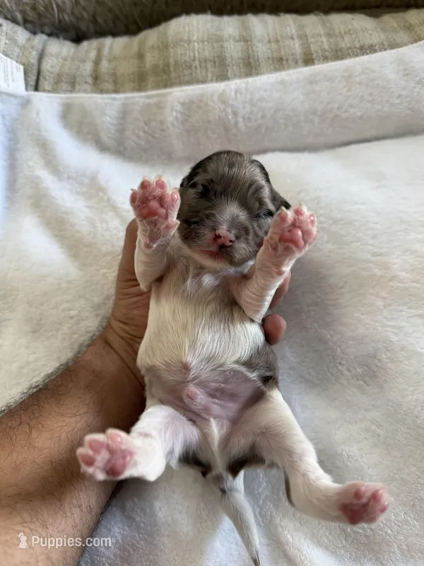 Gizmo – Cockapoo puppy for sale in Miami, FL