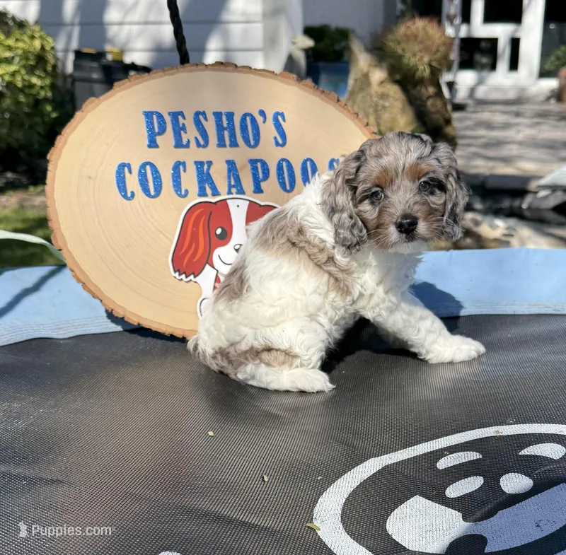 Gizmo – Cockapoo puppy for sale in Miami, FL