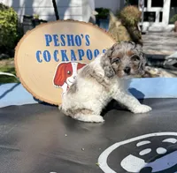 Gizmo, a male Cockapoo for sale in Miami, FL – Photo 1 of 9