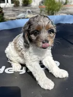 Gizmo, a male Cockapoo for sale in Miami, FL – Photo 3 of 9