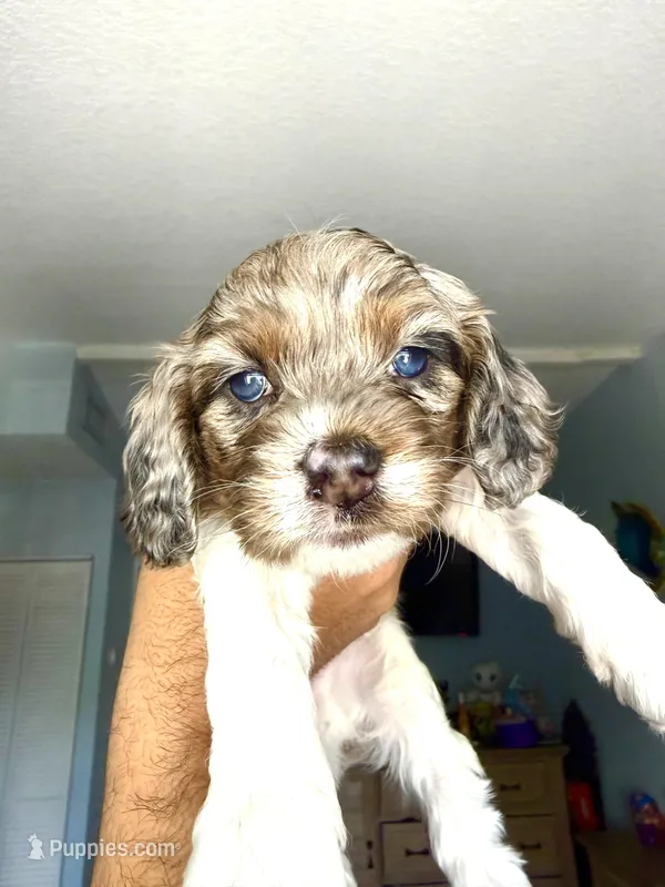 Gizmo – Cockapoo puppy for sale in Miami, FL