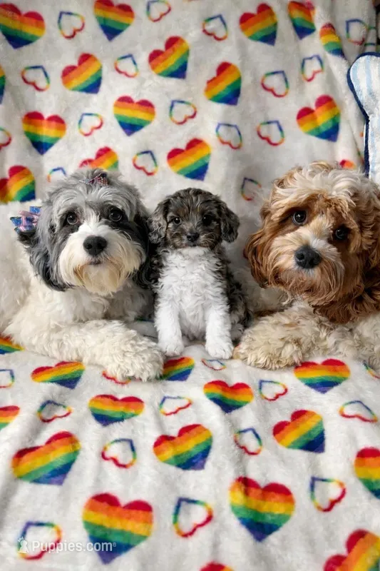 Gizmo – Cockapoo puppy for sale in Miami, FL