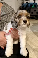 Gizmo, a male Cockapoo for sale in Miami, FL – Photo 7 of 9