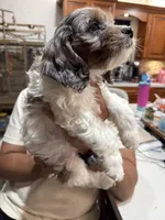 Gizmo, a male Cockapoo for sale in Miami, FL – Photo 9 of 9