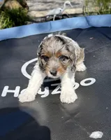 Gizmo, a male Cockapoo for sale in Miami, FL – Photo 4 of 9