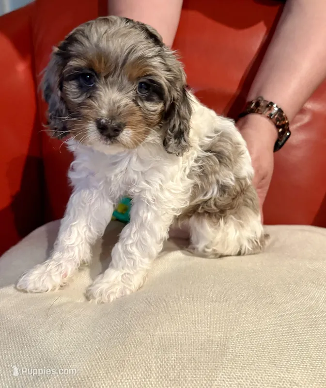 Gizmo – Cockapoo puppy for sale in Miami, FL