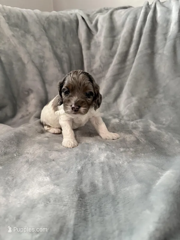 Gizmo – Cockapoo puppy for sale in Miami, FL