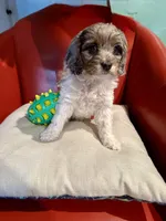 Gizmo, a male Cockapoo for sale in Miami, FL – Photo 6 of 9