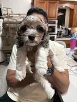 Gizmo, a male Cockapoo for sale in Miami, FL – Photo 8 of 9