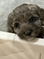 Linda, a female Cockapoo for sale in Miami, FL – 2 of 5