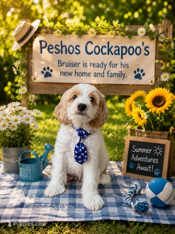 Bruiser – Cockapoo puppy for sale in Miami, FL