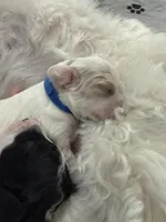 Gizmo, a male Cockapoo for sale in Miami, FL – Photo 2 of 4