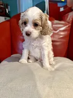 Bruiser, a male Cockapoo for sale in Miami, FL – Photo 5 of 9