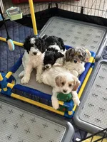 Bruiser, a male Cockapoo for sale in Miami, FL – Photo 9 of 9