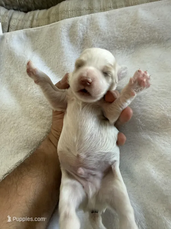 Gizmo – Cockapoo puppy for sale in Miami, FL