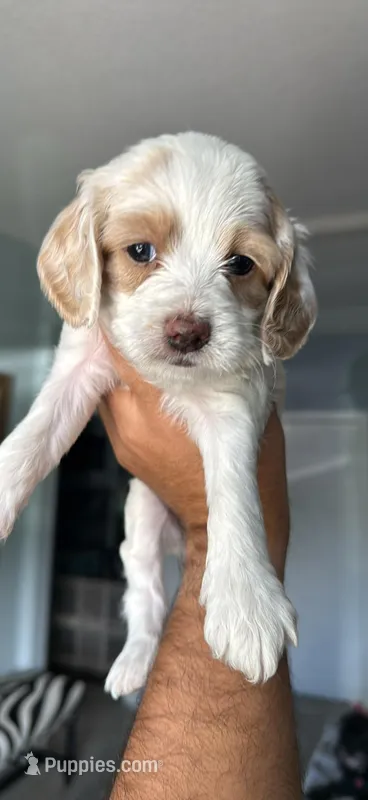 Bruiser – Cockapoo puppy for sale in Miami, FL