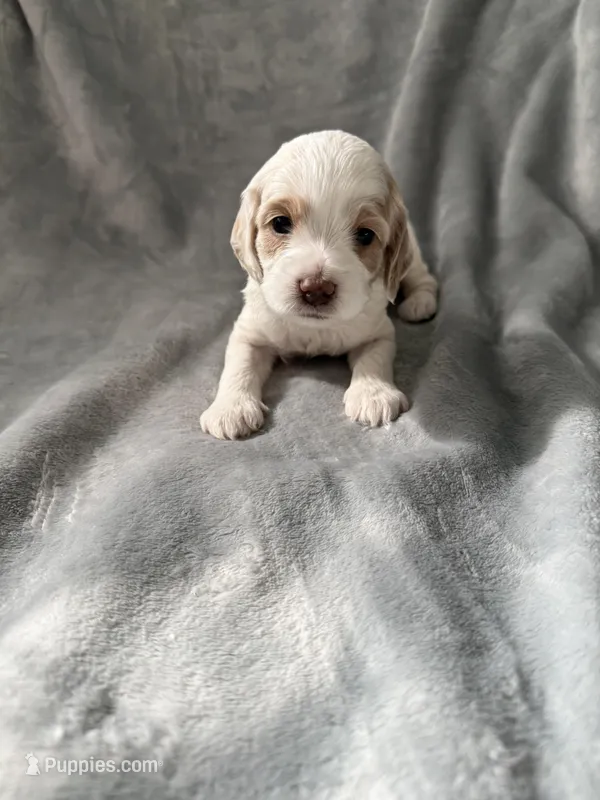 Bruiser – Cockapoo puppy for sale in Miami, FL