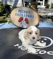 Bruiser, a male Cockapoo for sale in Miami, FL – Photo 3 of 9
