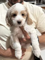 Bruiser, a male Cockapoo for sale in Miami, FL – Photo 7 of 9