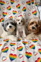 Bruiser, a male Cockapoo for sale in Miami, FL – Photo 2 of 9