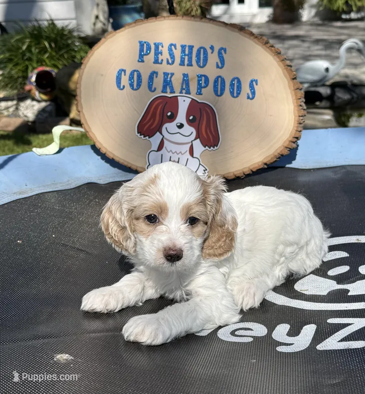 Bruiser – Cockapoo puppy for sale in Miami, FL
