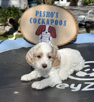 Bruiser, a male Cockapoo for sale in Miami, FL – Photo 1 of 9