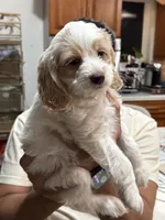 Bruiser, a male Cockapoo for sale in Miami, FL – Photo 8 of 9