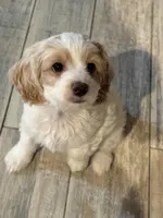 Bruiser, a male Cockapoo for sale in Miami, FL – Photo 6 of 9