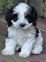 Vaky, a male Cockapoo for sale in Miami, FL – 4 of 5