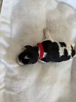 Shadow, a male Cockapoo for sale in Miami, FL – Photo 3 of 4