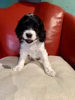 Shadow, a male Cockapoo for sale in Miami, FL – Photo 5 of 9